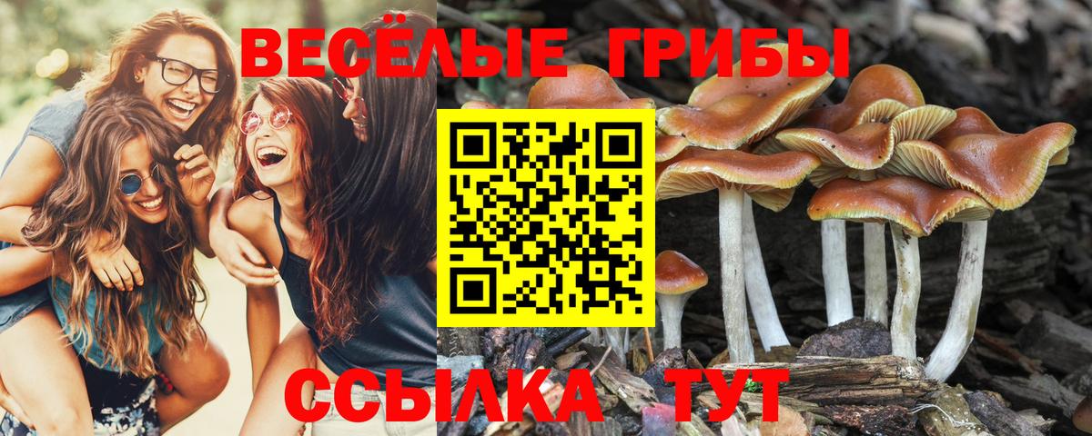 Псилоцибиновые грибы MAGIC MUSHROOMS Осинники